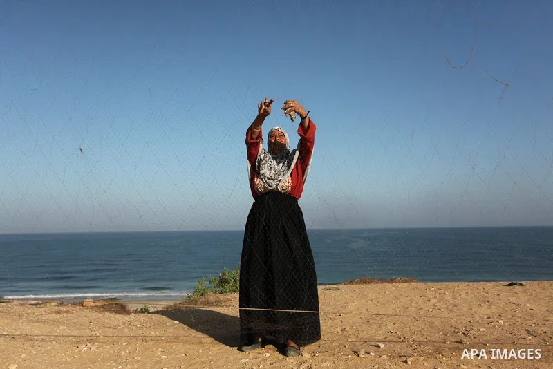 A Palestinian woman takes out a quail from a net after catching it on a beach, in the central Gaza Strip September 20, 2016. Palestinians erected hundreds of meters of nets along the coastline in the Gaza Strip to hunt m...