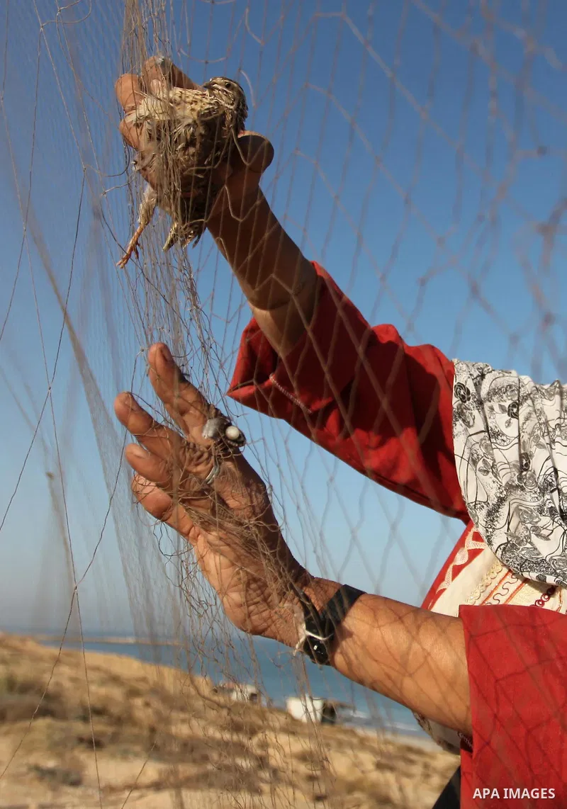 A Palestinian woman takes out a quail from a net after catching it on a beach, in the central Gaza Strip September 20, 2016. Palestinians erected hundreds of meters of nets along the coastline in the Gaza Strip to hunt m...