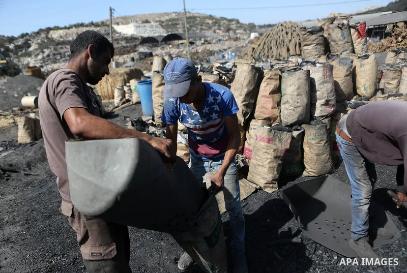 Palestinian workers collect a coal at a work field in the West Bank city of Jenin on Sept. 21, 2016. Photo by Shadi Hatem