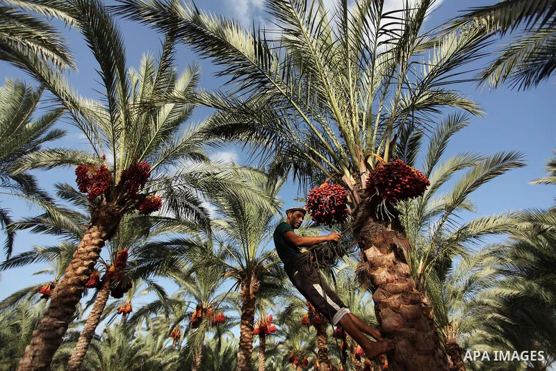 A Palestinian farmer harvests dates from a palm tree in Dair Al Balah in the central Gaza Strip September 25, 2016. Photo by Ashraf Amra