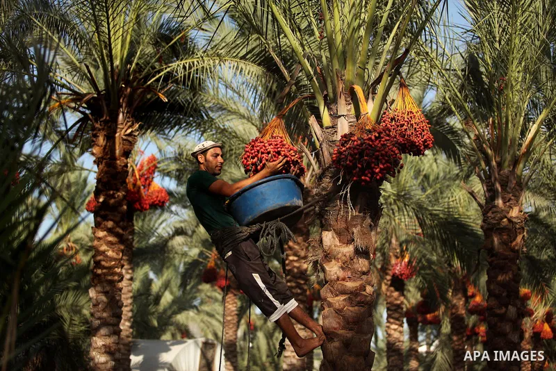 A Palestinian farmer harvests dates from a palm tree in Dair Al Balah in the central Gaza Strip September 25, 2016. Photo by Ashraf Amra