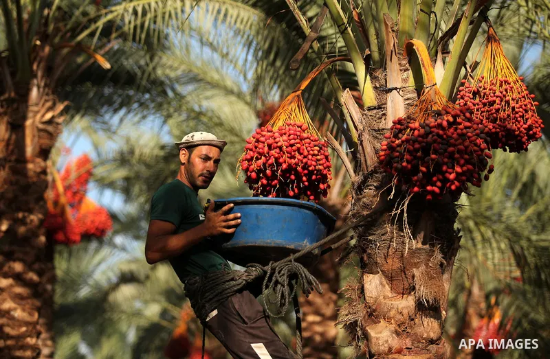 A Palestinian farmer harvests dates from a palm tree in Dair Al Balah in the central Gaza Strip September 25, 2016. Photo by Ashraf Amra