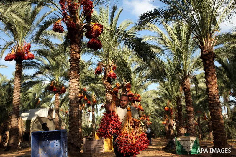 A Palestinian farmer carries dates from palm trees during harvest in Dair Al Balah in the central Gaza Strip September 25, 2016. Photo by Ashraf Amra
