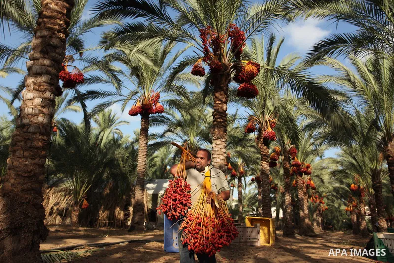 A Palestinian farmer carries dates from palm trees during harvest in Dair Al Balah in the central Gaza Strip September 25, 2016. Photo by Ashraf Amra