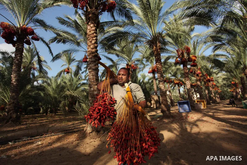 A Palestinian farmer carries dates from palm trees during harvest in Dair Al Balah in the central Gaza Strip September 25, 2016. Photo by Ashraf Amra