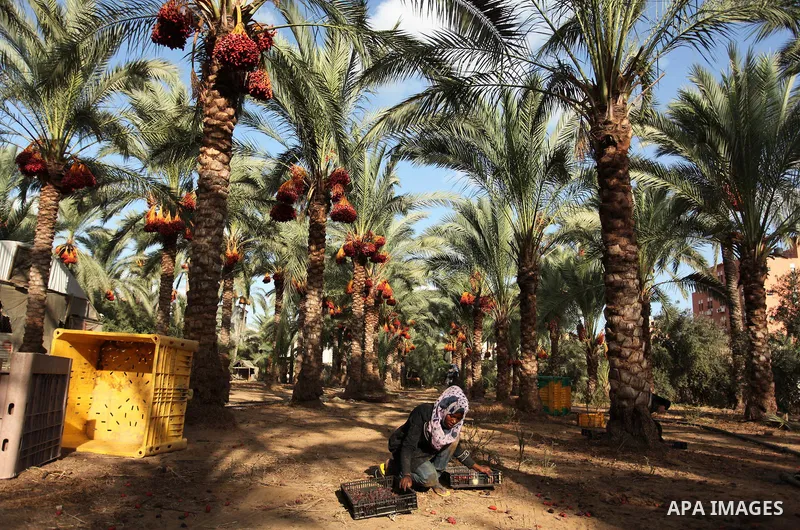 A Palestinian woman collects freshly picked dates during harvest season in Dair Al Balah in the central Gaza Strip September 25, 2016. Photo by Ashraf Amra
