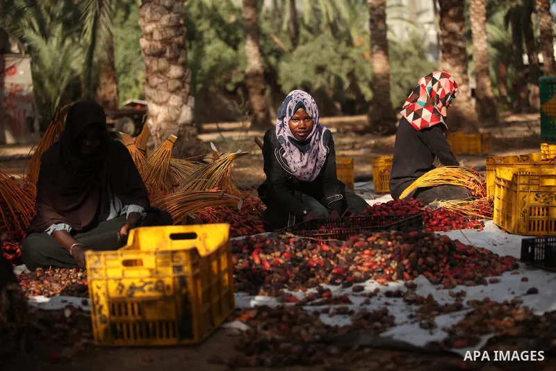 Palestinian women collect freshly picked dates during harvest season in Dair Al Balah in the central Gaza Strip September 25, 2016. Photo by Ashraf Amra