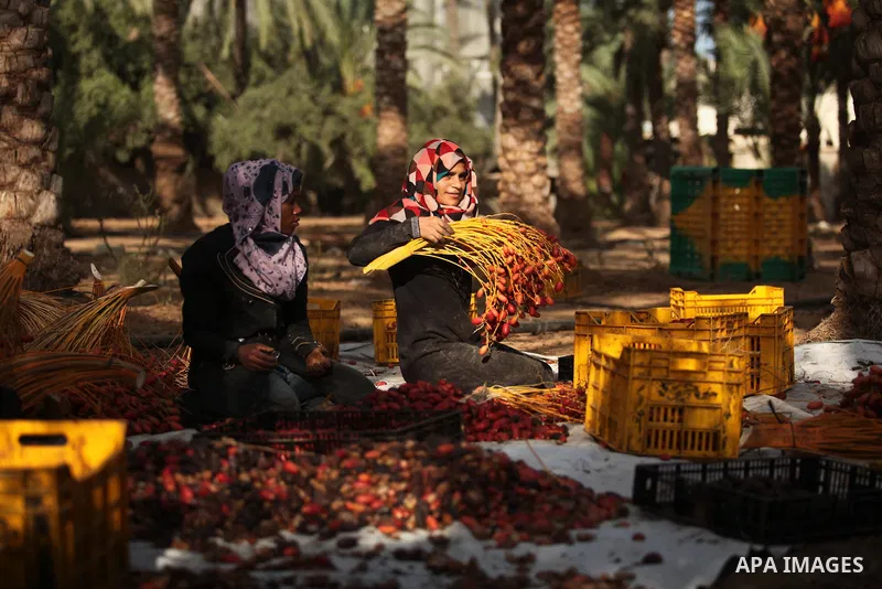 Palestinian women collect freshly picked dates during harvest season in Dair Al Balah in the central Gaza Strip September 25, 2016. Photo by Ashraf Amra