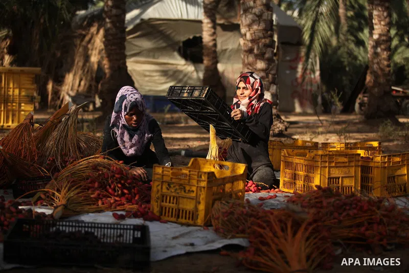 Palestinian women collect freshly picked dates during harvest season in Dair Al Balah in the central Gaza Strip September 25, 2016. Photo by Ashraf Amra