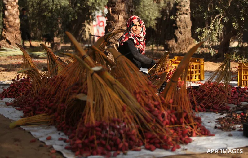 A Palestinian woman collects freshly picked dates during harvest season in Dair Al Balah in the central Gaza Strip September 25, 2016. Photo by Ashraf Amra