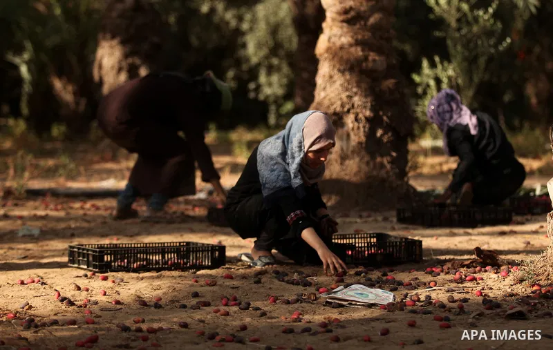 Palestinian women collect freshly picked dates during harvest season in Dair Al Balah in the central Gaza Strip September 25, 2016. Photo by Ashraf Amra