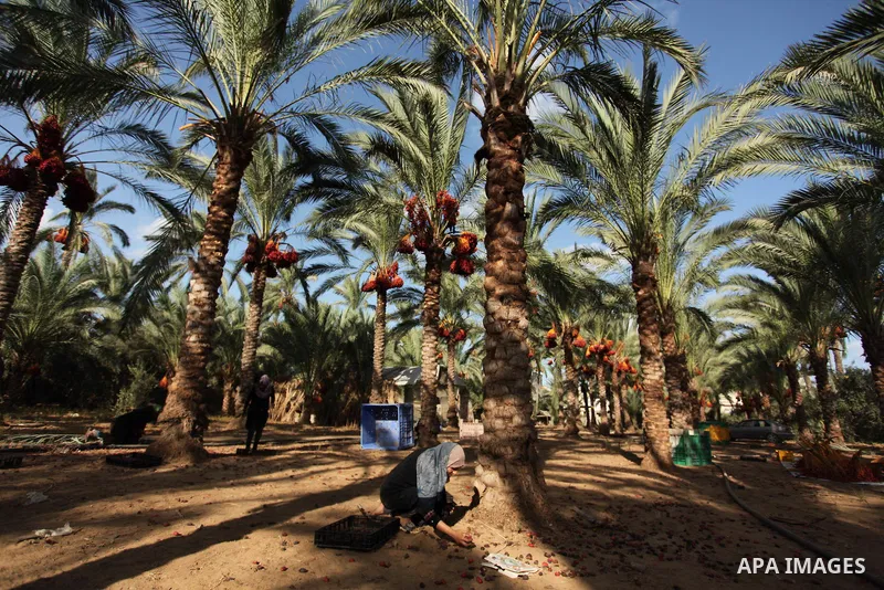 Palestinian women collect freshly picked dates during harvest season in Dair Al Balah in the central Gaza Strip September 25, 2016. Photo by Ashraf Amra