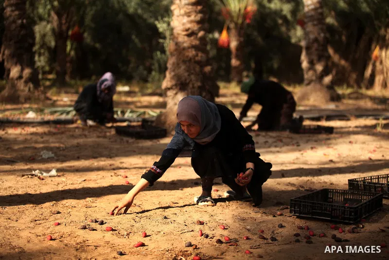 Palestinian women collect freshly picked dates during harvest season in Dair Al Balah in the central Gaza Strip September 25, 2016. Photo by Ashraf Amra