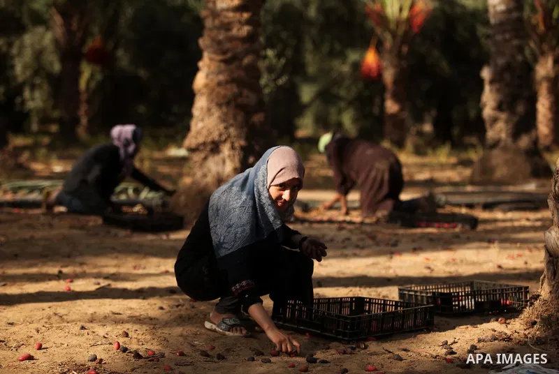 Palestinian women collect freshly picked dates during harvest season in Dair Al Balah in the central Gaza Strip September 25, 2016. Photo by Ashraf Amra