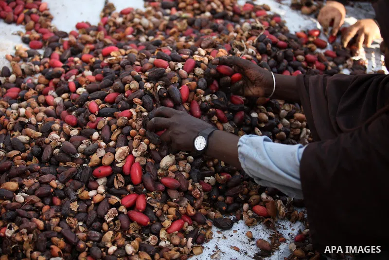 Palestinian women collect freshly picked dates during harvest season in Dair Al Balah in the central Gaza Strip September 25, 2016. Photo by Ashraf Amra