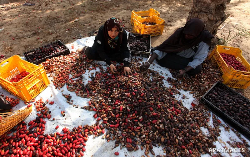 Palestinian women collect freshly picked dates during harvest season in Dair Al Balah in the central Gaza Strip September 25, 2016. Photo by Ashraf Amra