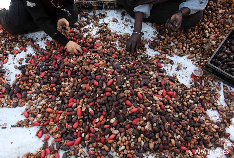 Palestinian women collect freshly picked dates during harvest season in Dair Al Balah in the central Gaza Strip September 25, 2016. Photo by Ashraf Amra