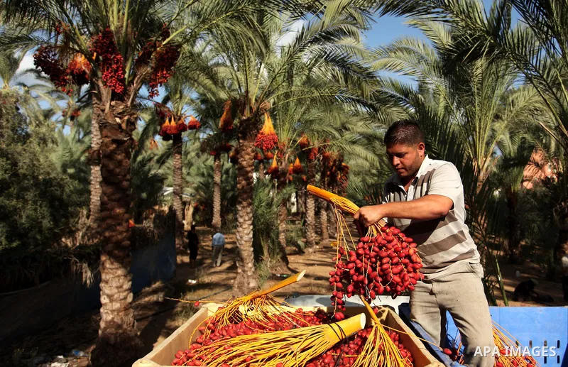 A Palestinian farmer carries dates from palm trees during harvest in Dair Al Balah in the central Gaza Strip September 25, 2016. Photo by Ashraf Amra