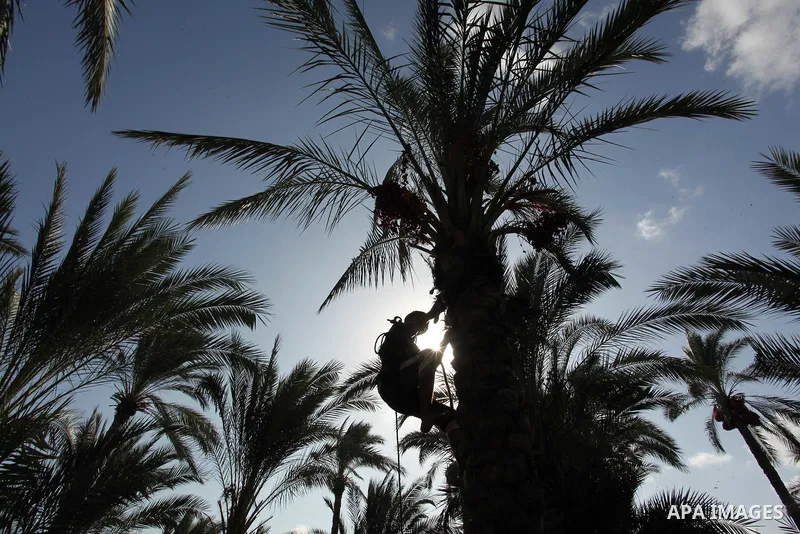 A Palestinian farmer harvests dates from a palm tree in Dair Al Balah in the central Gaza Strip September 25, 2016. Photo by Ashraf Amra
