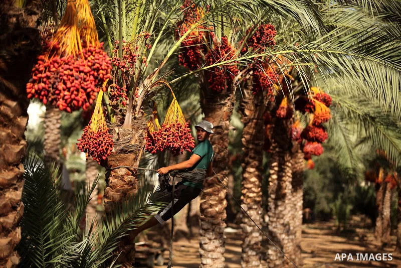 A Palestinian farmer harvests dates from a palm tree in Dair Al Balah in the central Gaza Strip September 25, 2016. Photo by Ashraf Amra