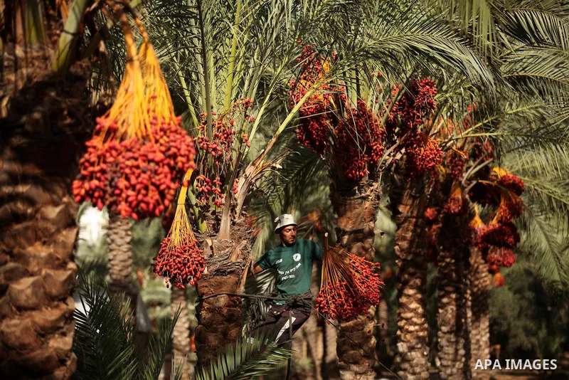 A Palestinian farmer harvests dates from a palm tree in Dair Al Balah in the central Gaza Strip September 25, 2016. Photo by Ashraf Amra