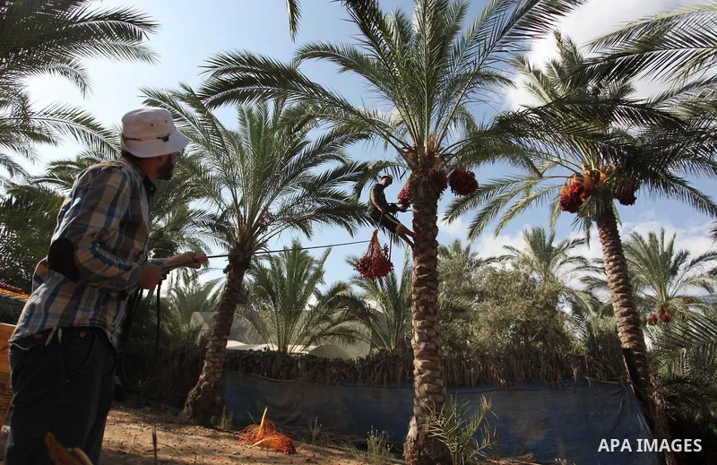 Palestinian farmers harvest dates from a palm tree in Dair Al Balah in the central Gaza Strip September 25, 2016. Photo by Ashraf Amra