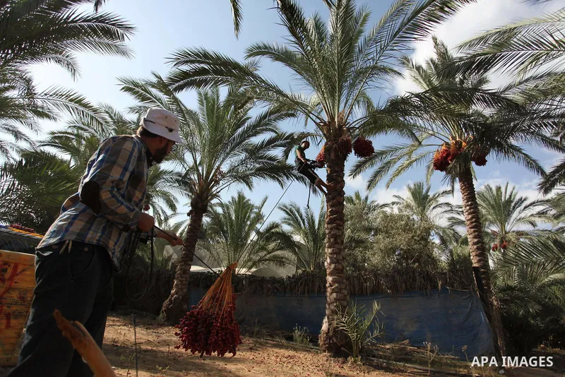 Palestinian farmers harvest dates from a palm tree in Dair Al Balah in the central Gaza Strip September 25, 2016. Photo by Ashraf Amra