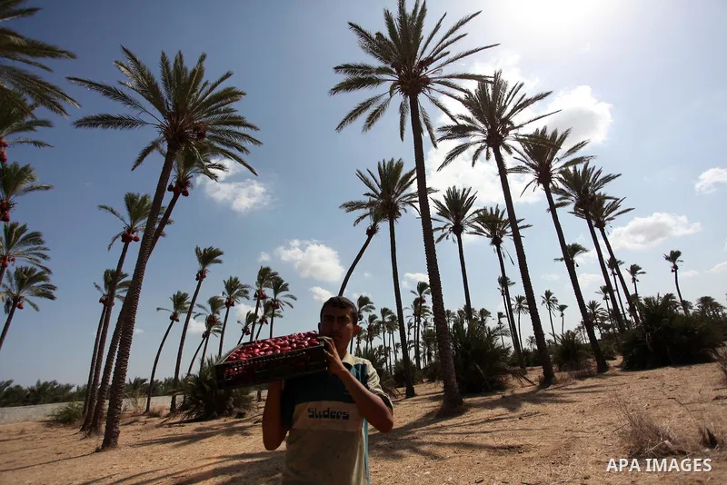 A Palestinian farmer carries dates from palm trees during harvest in Dair Al Balah in the central Gaza Strip September 25, 2016. Photo by Ashraf Amra