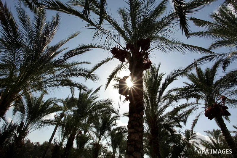 A Palestinian farmer harvests dates from a palm tree in Dair Al Balah in the central Gaza Strip September 25, 2016. Photo by Ashraf Amra