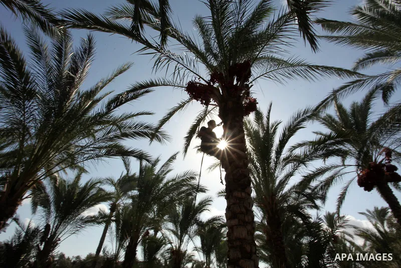A Palestinian farmer harvests dates from a palm tree in Dair Al Balah in the central Gaza Strip September 25, 2016. Photo by Ashraf Amra
