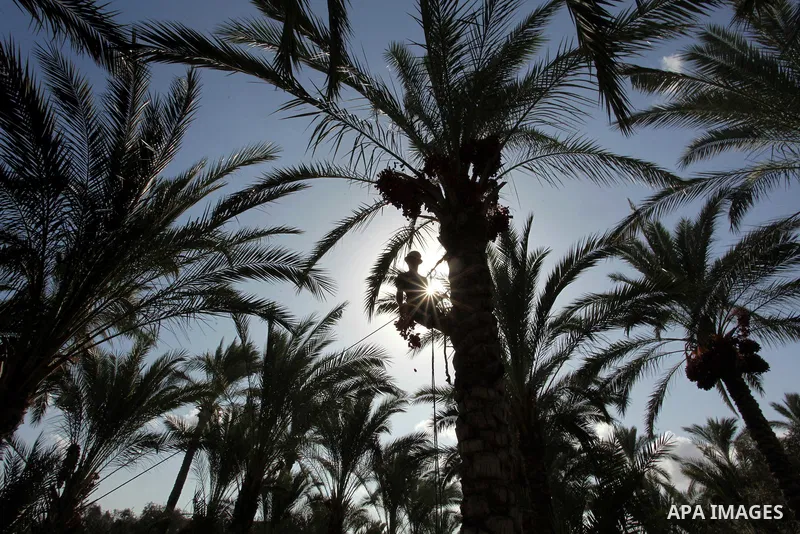 A Palestinian farmer harvests dates from a palm tree in Dair Al Balah in the central Gaza Strip September 25, 2016. Photo by Ashraf Amra