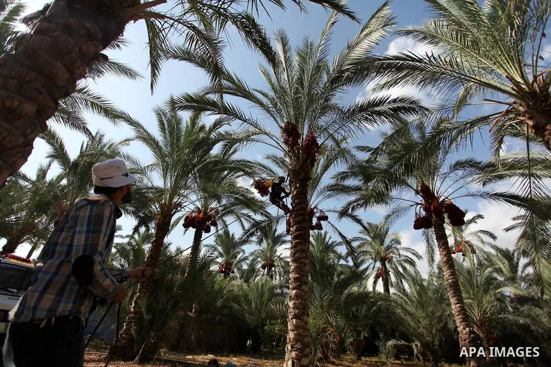 Palestinian farmers harvest dates from a palm tree in Dair Al Balah in the central Gaza Strip September 25, 2016. Photo by Ashraf Amra