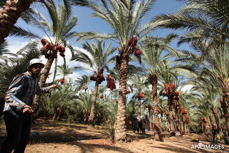 Palestinian farmers harvest dates from a palm tree in Dair Al Balah in the central Gaza Strip September 25, 2016. Photo by Ashraf Amra