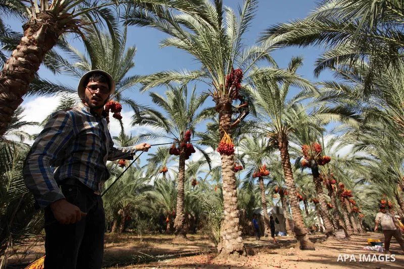 Palestinian farmers harvest dates from a palm tree in Dair Al Balah in the central Gaza Strip September 25, 2016. Photo by Ashraf Amra