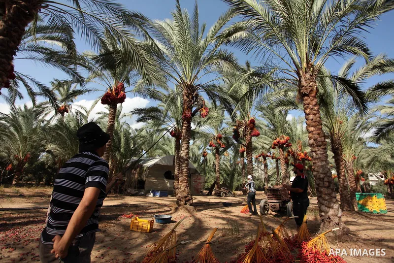 Palestinian farmers harvest dates from a palm tree in Dair Al Balah in the central Gaza Strip September 25, 2016. Photo by Ashraf Amra