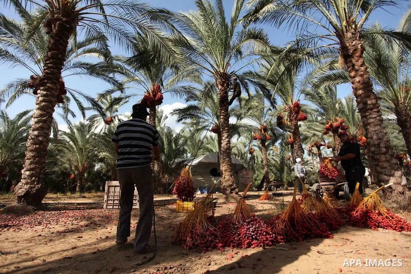 Palestinian farmers harvest dates from a palm tree in Dair Al Balah in the central Gaza Strip September 25, 2016. Photo by Ashraf Amra