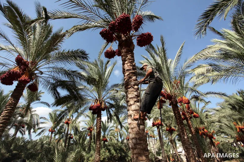A Palestinian farmer harvests dates from a palm tree in Dair Al Balah in the central Gaza Strip September 25, 2016. Photo by Ashraf Amra