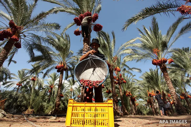 A Palestinian farmer harvests dates from a palm tree in Dair Al Balah in the central Gaza Strip September 25, 2016. Photo by Ashraf Amra