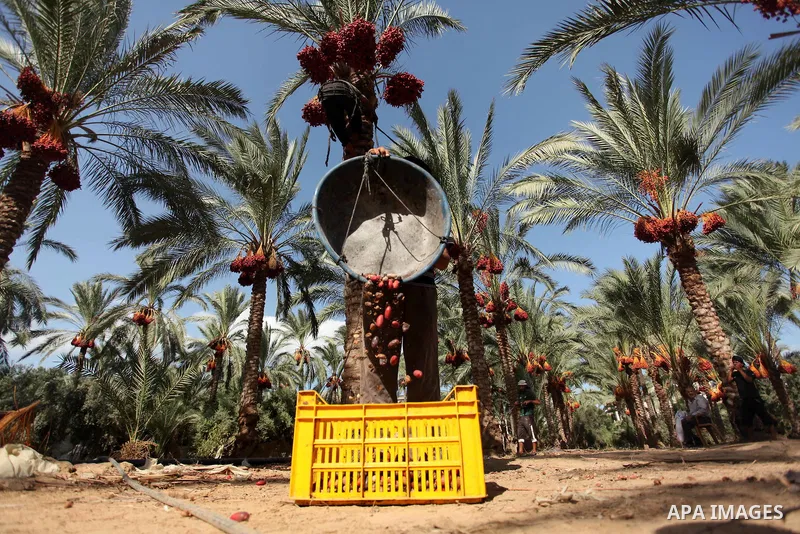 A Palestinian farmer harvests dates from a palm tree in Dair Al Balah in the central Gaza Strip September 25, 2016. Photo by Ashraf Amra