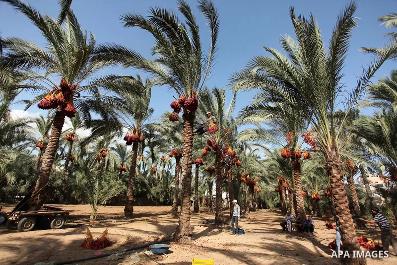Palestinian farmers harvest dates from a palm tree in Dair Al Balah in the central Gaza Strip September 25, 2016. Photo by Ashraf Amra