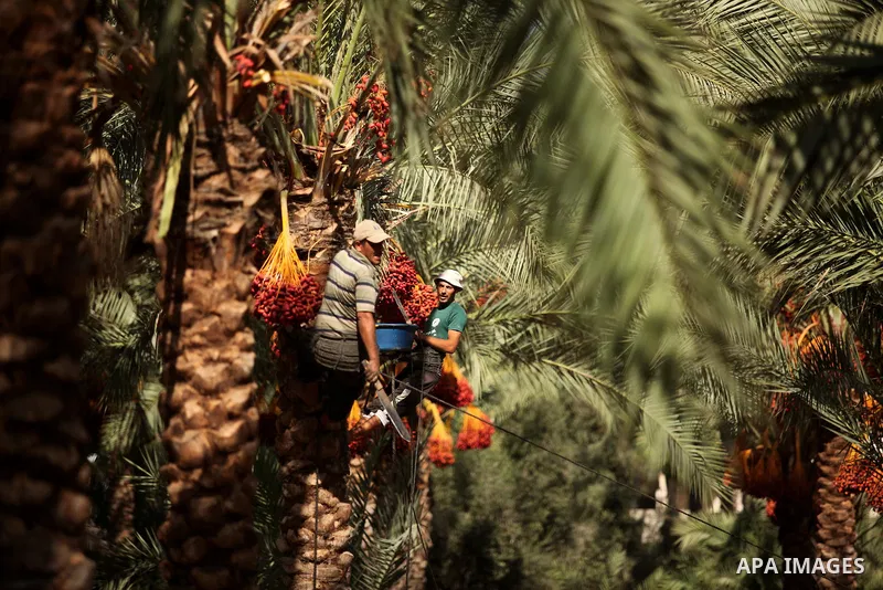 Palestinian farmers harvest dates from a palm tree in Dair Al Balah in the central Gaza Strip September 25, 2016. Photo by Ashraf Amra