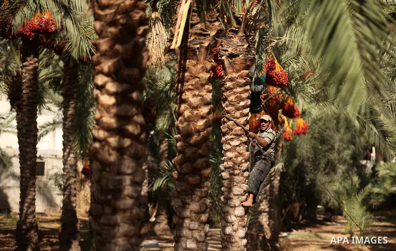 A Palestinian farmer harvests dates from a palm tree in Dair Al Balah in the central Gaza Strip September 25, 2016. Photo by Ashraf Amra