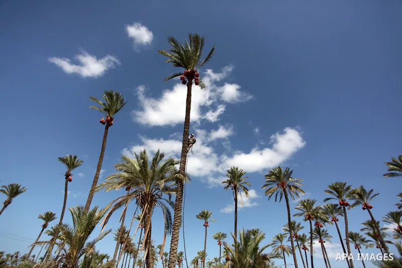 A Palestinian farmer harvests dates from a palm tree in Dair Al Balah in the central Gaza Strip September 25, 2016. Photo by Ashraf Amra