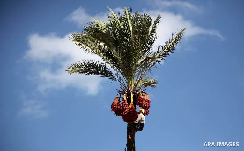 A Palestinian farmer harvests dates from a palm tree in Dair Al Balah in the central Gaza Strip September 25, 2016. Photo by Ashraf Amra