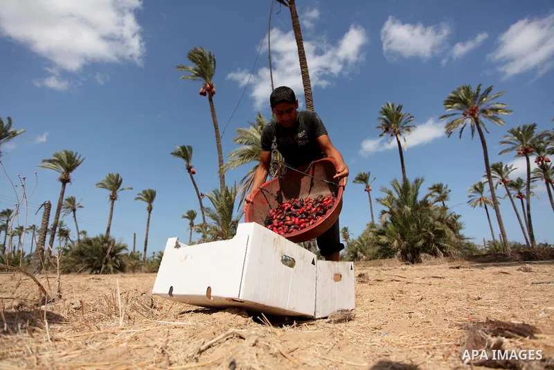 A Palestinian farmer harvests dates from a palm tree in Dair Al Balah in the central Gaza Strip September 25, 2016. Photo by Ashraf Amra