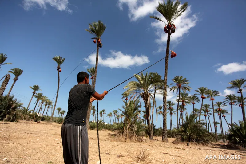 A Palestinian farmer harvests dates from a palm tree in Dair Al Balah in the central Gaza Strip September 25, 2016. Photo by Ashraf Amra