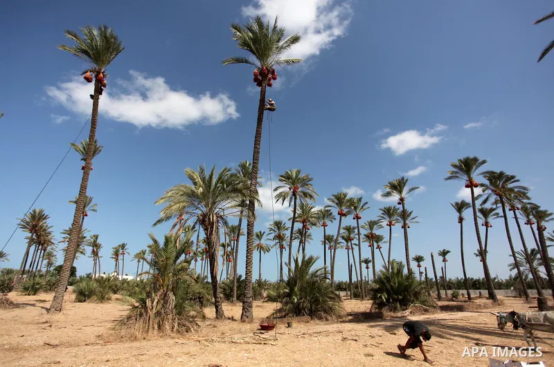 A Palestinian farmer harvests dates from a palm tree in Dair Al Balah in the central Gaza Strip September 25, 2016. Photo by Ashraf Amra