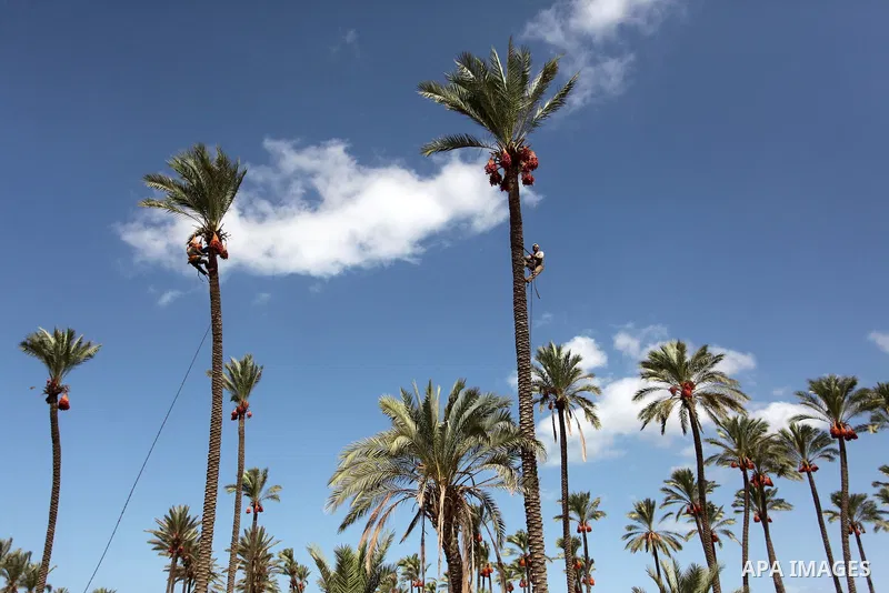 A Palestinian farmer harvests dates from a palm tree in Dair Al Balah in the central Gaza Strip September 25, 2016. Photo by Ashraf Amra