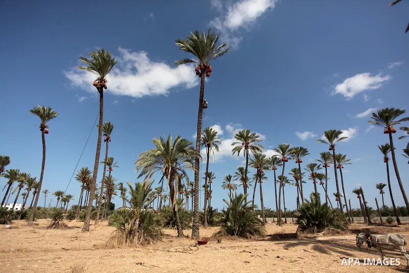 A Palestinian farmer harvests dates from a palm tree in Dair Al Balah in the central Gaza Strip September 25, 2016. Photo by Ashraf Amra