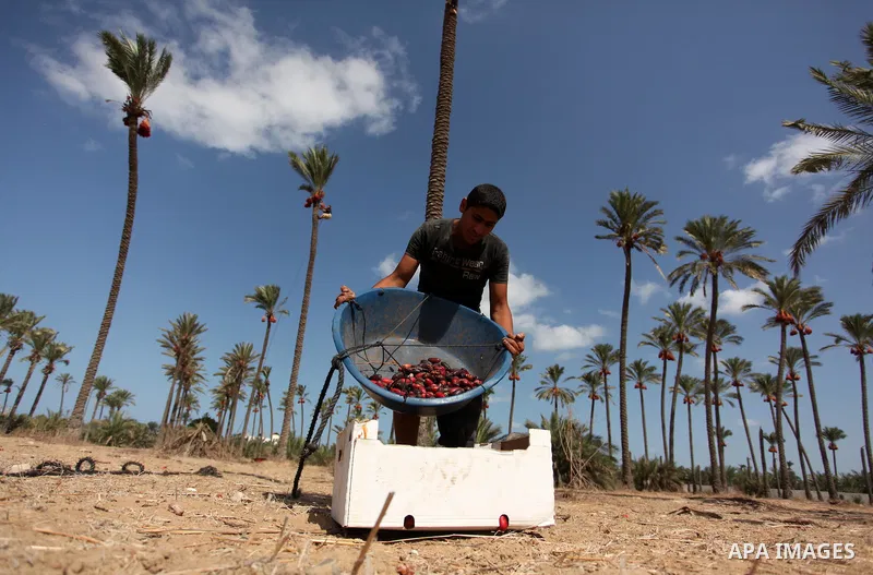 A Palestinian farmer harvests dates from a palm tree in Dair Al Balah in the central Gaza Strip September 25, 2016. Photo by Ashraf Amra